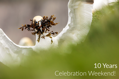 Free Events to Celebrate 10 Years of Walking Photography!
