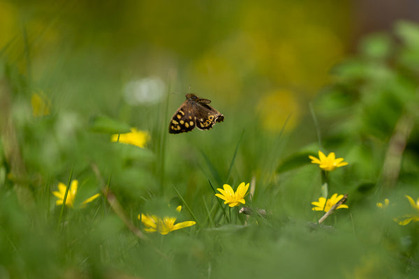 May the Focus Be With You: Photography Inspiration, Tips & Ideas for May