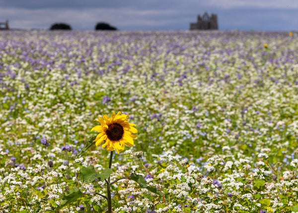Brighter Day = Trickier Photography: 4 Surprising Photography Challenges for Warmer Months (With Work Arounds)