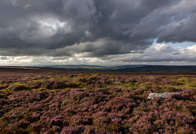 Four Ways to Photograph Your Way through August