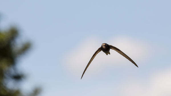 Know Your Swallows from Your Swifts? How to Identify & Photograph Our Fave Summer Visitors
