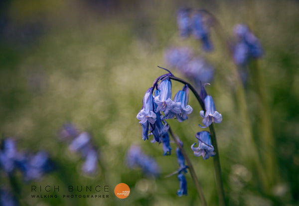 5 Tips to Better Bluebell Photos