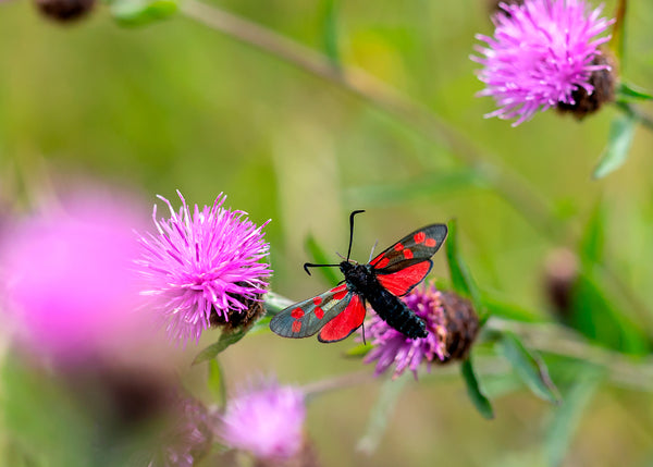 Four Tips to Help Your Photography Shine in July